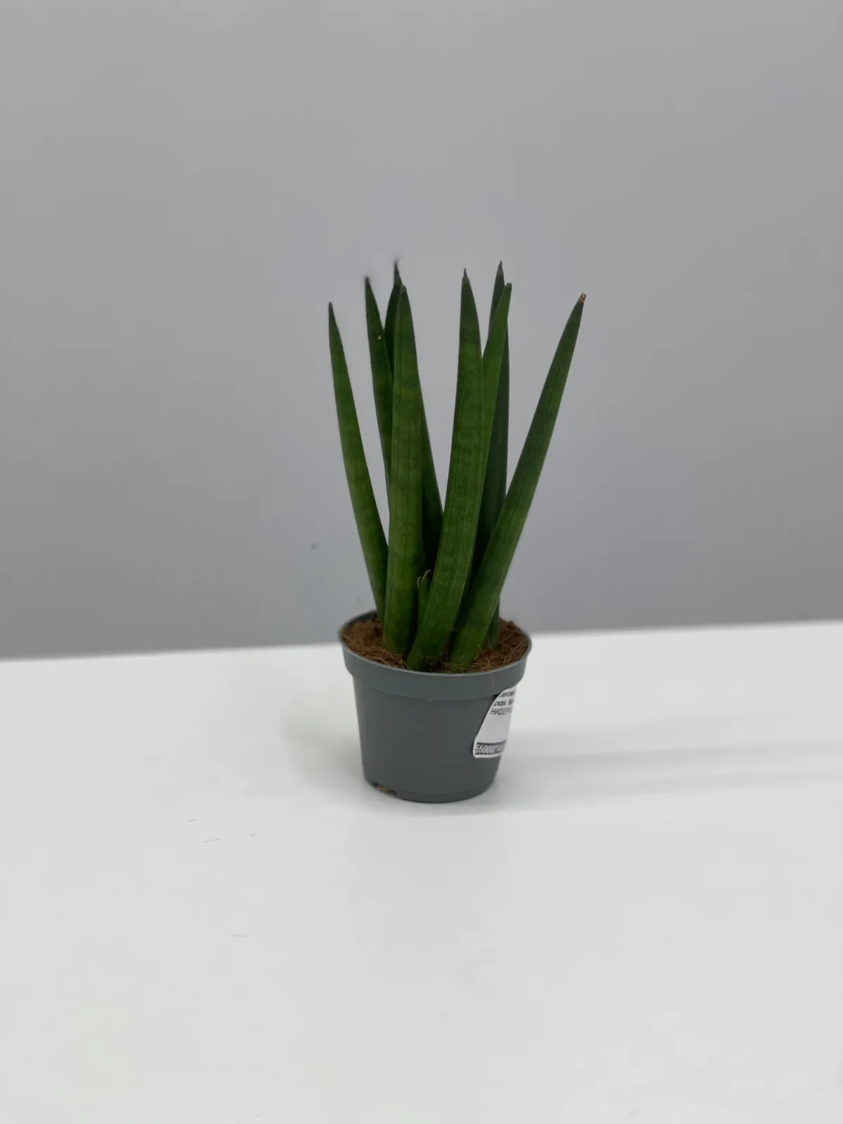 Сансеверия